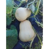 Kürbis Butternut