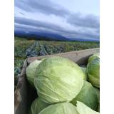 Einmachkabis "Thurner"