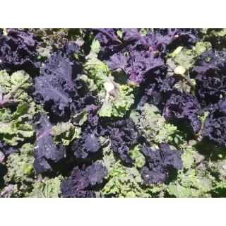 Frivole (Flower Sprouts, Kalettes)