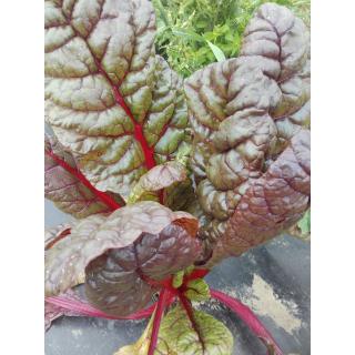 Krautstiele rot