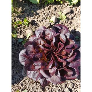 Salanova rot