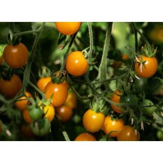 Tomate Cherry-Mix