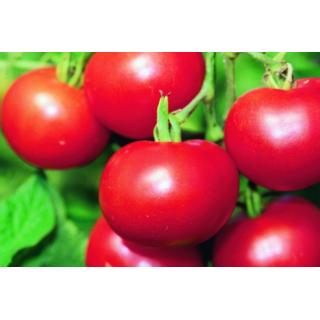 Tomate rund