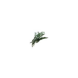 Dill