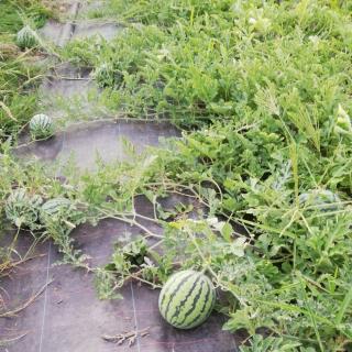 Wassermelonen (klein)