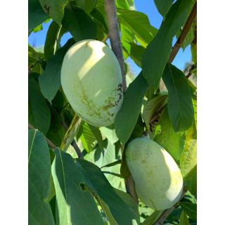 Indianerbanane (Pawpaw)
