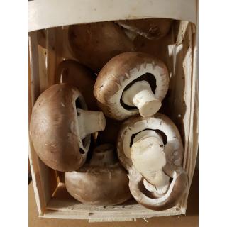 Champignons braun