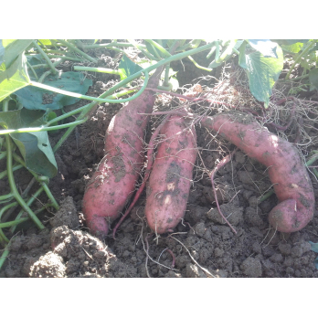 Süsskartoffeln neue Ernte