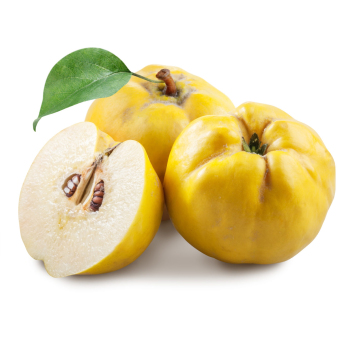 Quitten