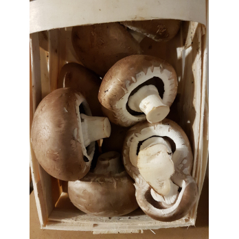 Champignons braun