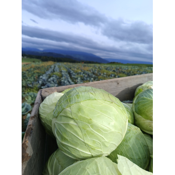 Einmachkabis "Thurner"