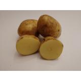 Kartoffeln Agria (mehligkochend)