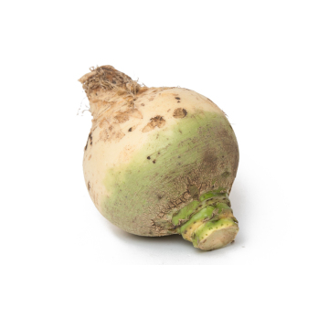 Bodenkohlraben (Chou- Raven)