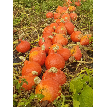 Kürbis Knirbs "Hokkaido"