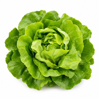 Kopfsalat grün