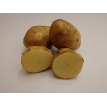 Kartoffeln Agria (mehligkochend)