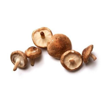 Shiitake