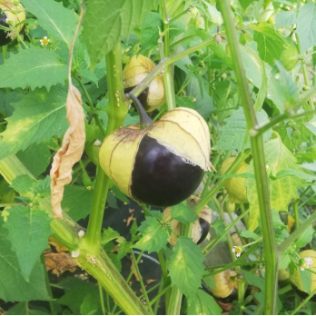 Bergaubergine